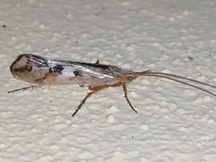 Limnephilus lunatus