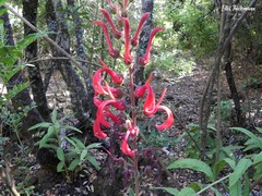Lobelia tupa