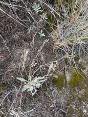 Physaria arctica