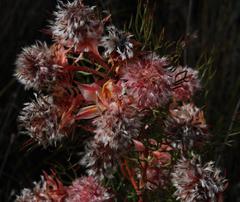 Serruria rosea