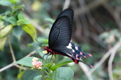 Byasa polyeuctes termessus