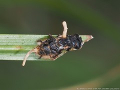 Ophiocordyceps dipterigena