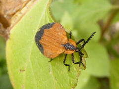 Lycus melanurus