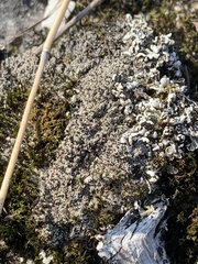 Bryoplaca sinapisperma