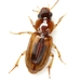 Leconte's Seedcorn Beetle - Photo (c) Mike Quinn, Austin, TX, some rights reserved (CC BY-NC), uploaded by Mike Quinn, Austin, TX