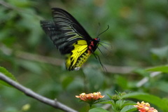 Troides aeacus formosanus