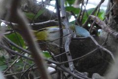 Erpornis zantholeuca griseiloris