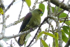 Treron formosae formosae