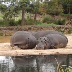 Hippopotamus amphibius