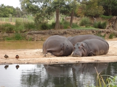 Hippopotamus amphibius