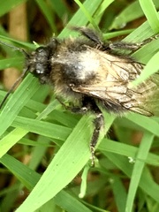 Bombus vestalis