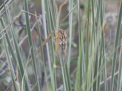 Megatibicen harenosus