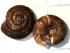 Discus whitneyi
