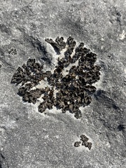 Lathagrium undulatum