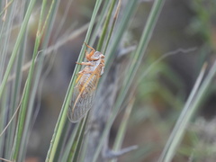 Megatibicen harenosus