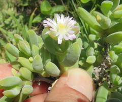 Delosperma patersoniae