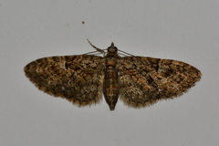 Eupithecia dodoneata