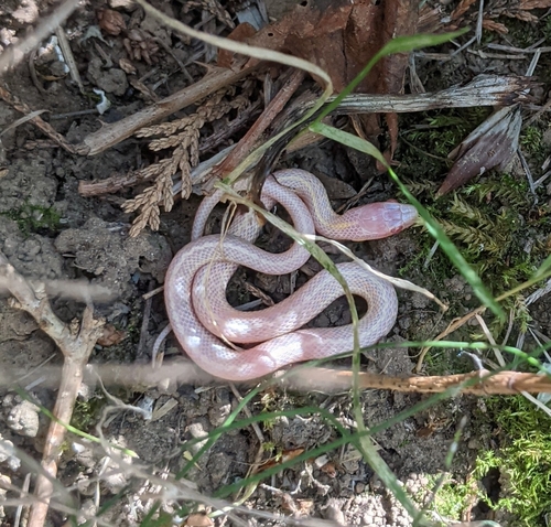Northwestern Garter Snake, Oregon, US, photo 10 of 10