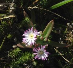 Delosperma patersoniae