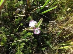 Delosperma patersoniae