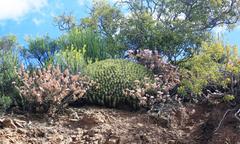 Euphorbia heptagona