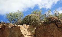 Euphorbia heptagona