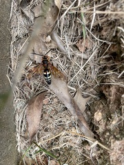 Sphecius