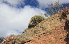 Euphorbia heptagona