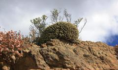 Euphorbia heptagona