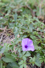 Ipomoea cairica