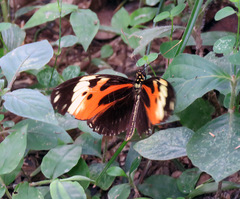 Heliconius hecale