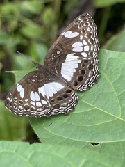 Neptidopsis ophione ophione