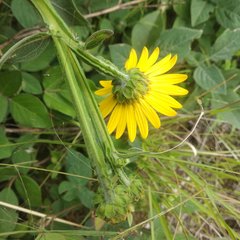 Verbesina tetraptera