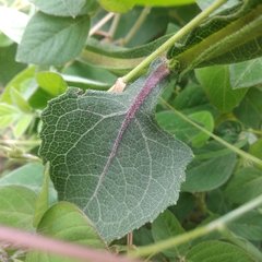 Verbesina tetraptera