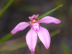 Caladenia nana unita
