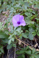 Ipomoea cairica