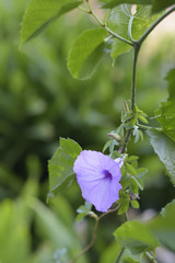 Ipomoea cairica
