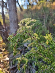 Pultenaea hispidula