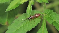 Ischnus inquisitorius