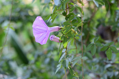 Ipomoea cairica