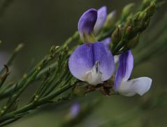 Psoralea filifolia