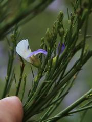 Psoralea filifolia