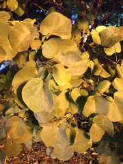 Cercis siliquastrum
