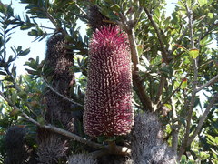 Banksia praemorsa