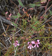Pelargonium patulum patulum