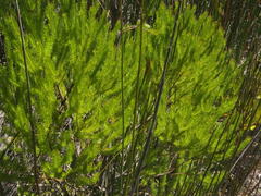 Leucadendron ericifolium