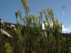 Leucadendron ericifolium