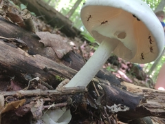 Amanita magnivelaris