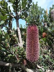 Banksia praemorsa