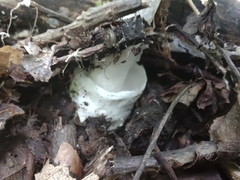 Amanita magnivelaris